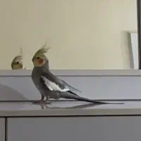 عروس هلندی طوسی زرد نر گمشده