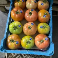نیرو تره باری روزی 800 با سرویس رایگان رفت وبرگشت