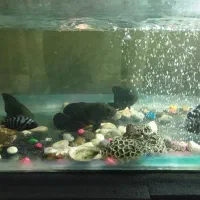 آکواریوم و ماهی گوشت خوار