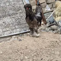 خروس نژاد سلطان