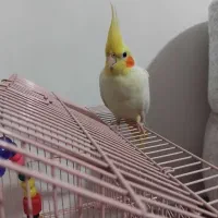 عروس هلندی لوتینو