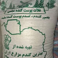بلغور حلیم