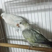 جفت طوطی راهب مولد کار داده رنگ خاص صاف و سالم