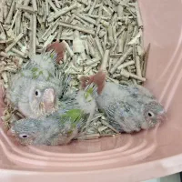 طوطی گرین دونخور و سرلاکی