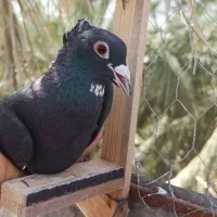 پلنگ،کلای