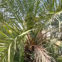 فروش-باغ-مرکبات