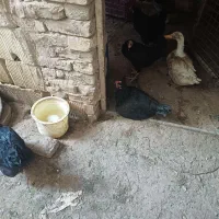 مرغ رسمی پاسیاه
