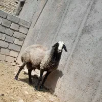 قوچ شال