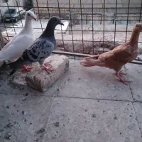 کفتر جوجه پلاکی