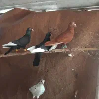 کبوتر رنگی