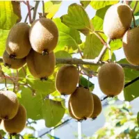 باغ کیوی اجاره