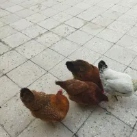 4 عدد مرغ سالم