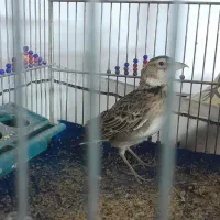 سهره خاکی نر مست صبح تا شب میخونه