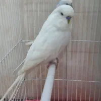 مرغ عشق انگلیسی زیبا