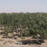 پنج هکتار باغ پسته