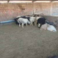 فروش بره