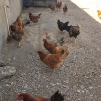 مرغ محلی نژاد گلپایگانی ۱۲۰ عدد جو