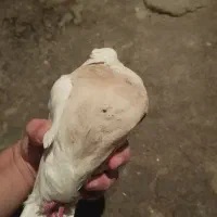زاغ طوقی