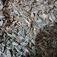 تخم افتاب گردان سس رنج کیلو ۳۰۰ هزار تومان