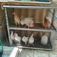 مرغ و خروس
