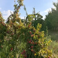 آلو سیاه قرمز بخارا