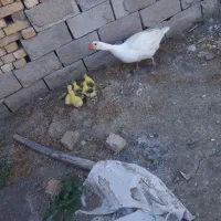 جوجه  قو غاز . غاز