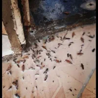 سمپاشی ساس سوسک کنه سم پاشی در تمام نقاط