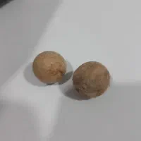 هسته خرما وحشی داز
