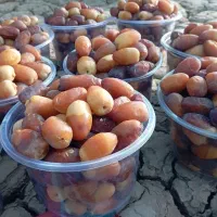 رطب درجه یک کبکاب اهرم