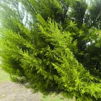 لافسون ۵ساله