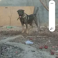 سگ گم شده|حیوانات|سلفچگان, |دیوار