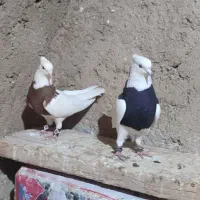 نرو ماده جوون