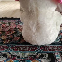 عروسک|اسباب‌بازی بچه|داورزن, |دیوار
