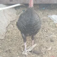 بوقلمون