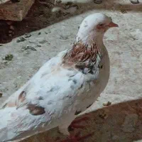 کفترجوجه طوقی هفت رنگ
