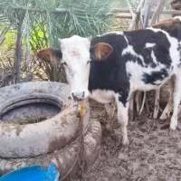 گوساله ماده