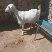 بز سانین