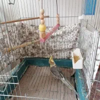عروس هلندی و قفس