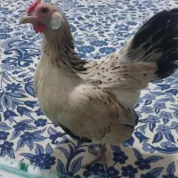 تخم‌نطفه‌دار
