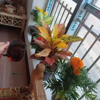 واحد-برای-اجاره