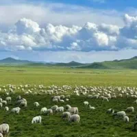 گوسفند نیم سیری