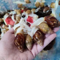 حلزون جید و آلبینو لاک سالم قیمت عمده
