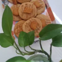 کوکی خانگی