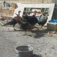 بوقلمون بالغ و جوان درحال تخم گذاری