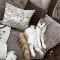 Dsh