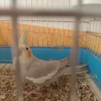 عروس ماده تخم گذار