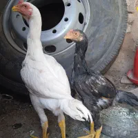 دوتا جوجه خروس لاری