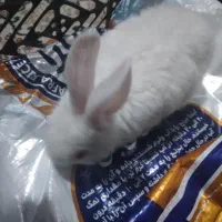 خرگوش سفید