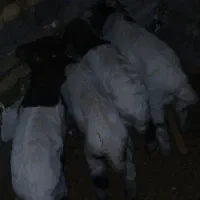 پنج راس بز شیرا و دقلو زا فروشی