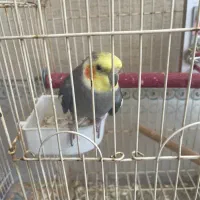 پرنده|پرنده|یزد, |دیوار